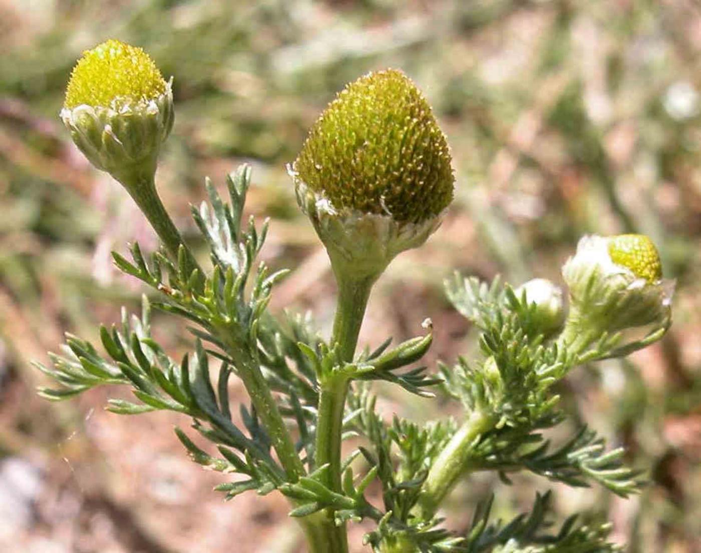 Mayweed, Rayless, Pineapple weed flower